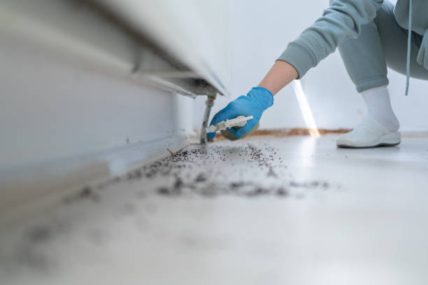 Wasp Removal Services in Berwick, PA
